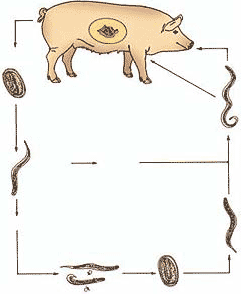 图3-6 类圆线虫发育史