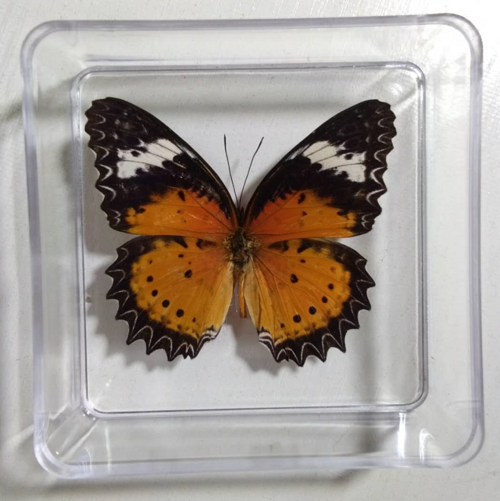 蝴蝶标本真蝴蝶标本昆虫标本生日礼品div创作学生教学透明盒子装