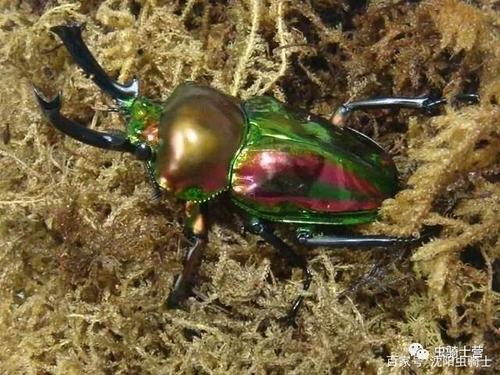 自然科普魔镜魔镜,谁是地球上最美丽的甲虫?