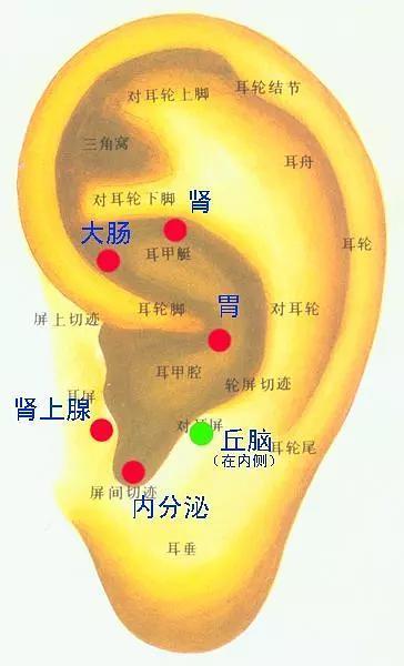 耳穴"胃":位于耳轮脚消失的地方.要用指甲掐或者贴上细颗粒按压刺激.