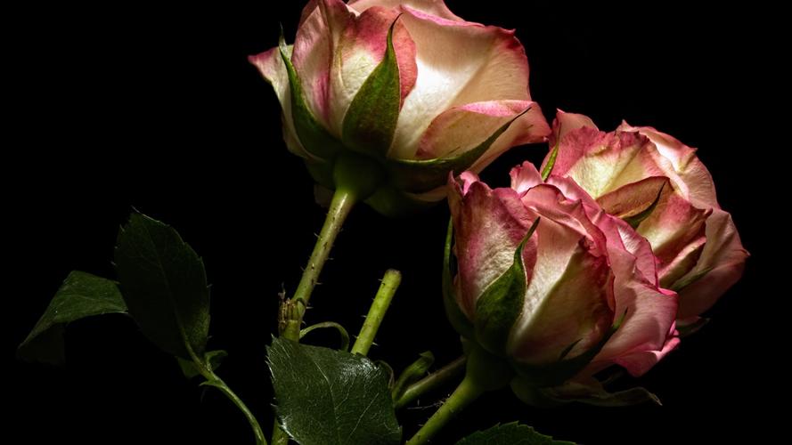 玫瑰,粉红色和白色的花瓣,黑色的背景 iphone 壁纸