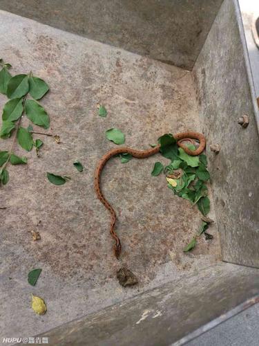 这是刚孵化出来的赤链蛇么?被我扫到畚箕里了拍的照.