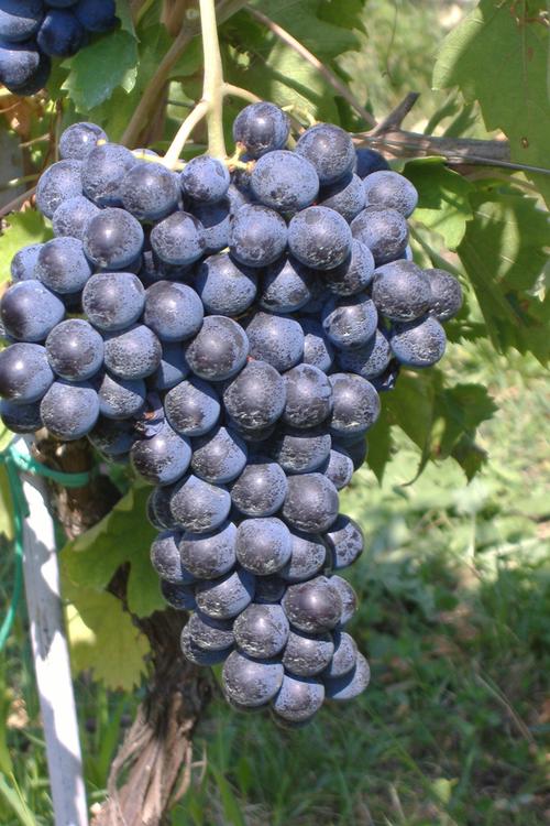 意大利葡萄品种和酿造方法