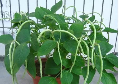 豆角也是非常容易生长的爬藤植物,在阳台栽种需要搭设架子,让它们攀爬