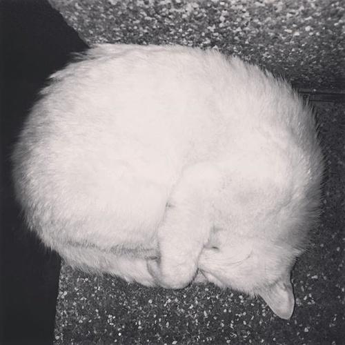 2015年冬,在95号楼前蜷缩睡觉的小猫.