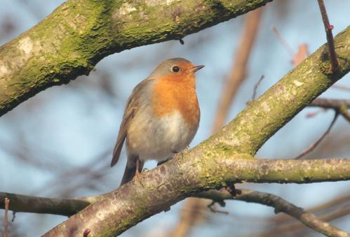 robin,bird,songbird,sparrow bird,nature,beautiful,animal