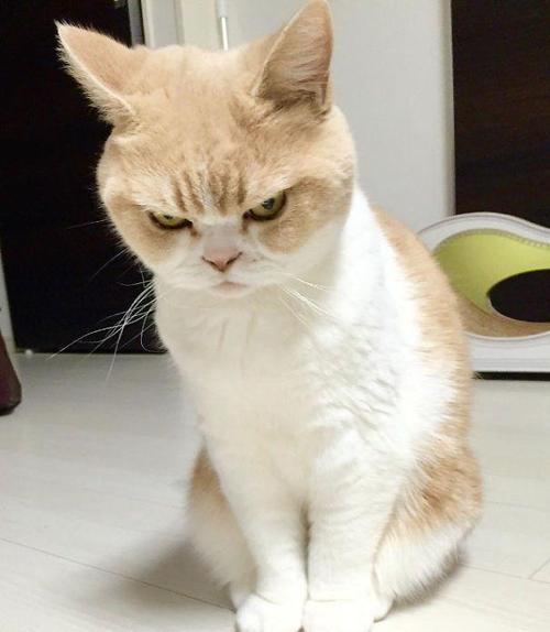 看到这张照片,从猫的表情可以知道他们真的很生气,不能用语言表达和