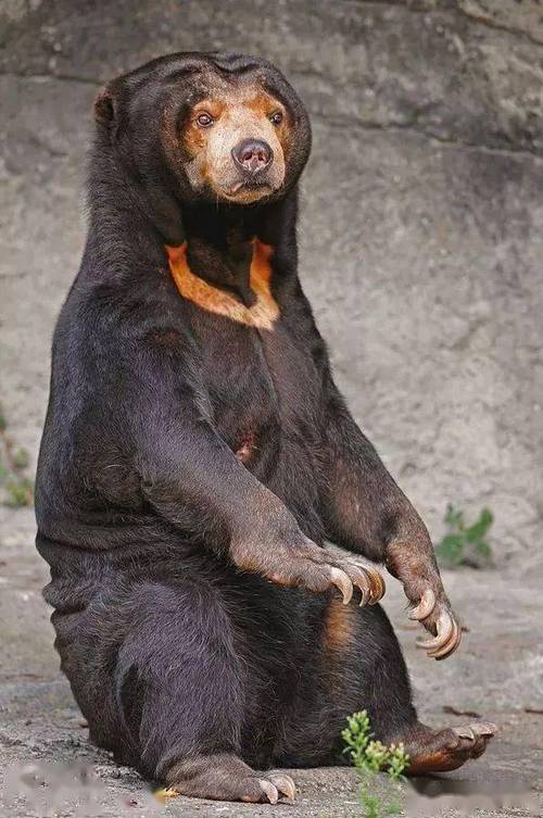 马来熊现存体型最小的熊