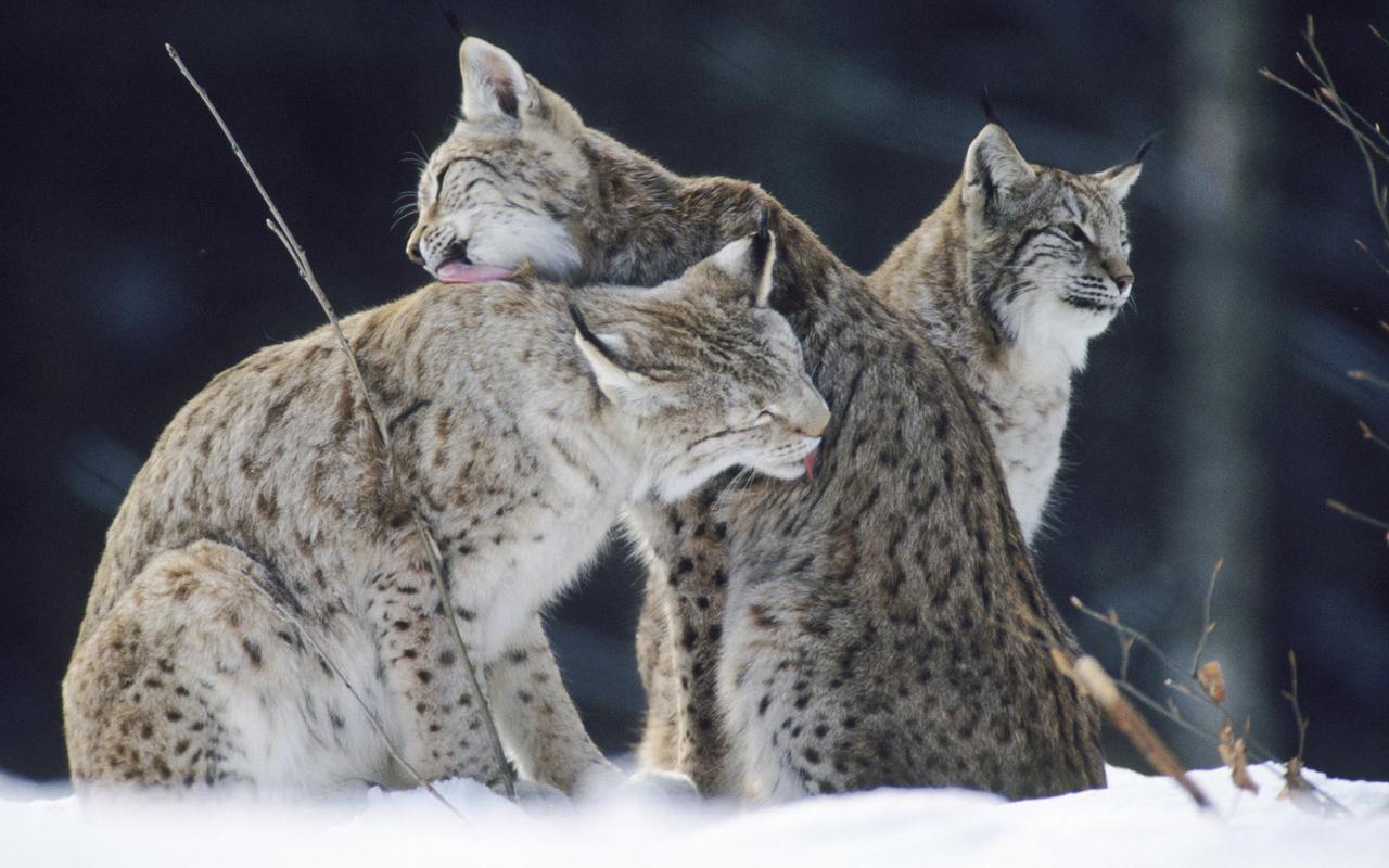 雪地上的野生动物摄影高清壁纸