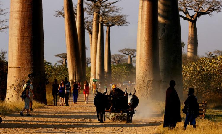 马达加斯加独特的风景—猴面包树大道 - 发现之旅 - ctsphoto行摄世界