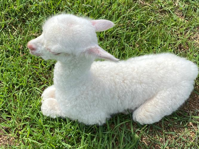刚刚出生的小羊驼呆萌又可爱