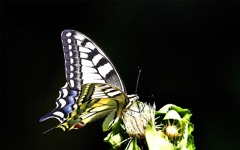 精选美丽的黑色蝴蝶高清图片素材桌面壁纸下载