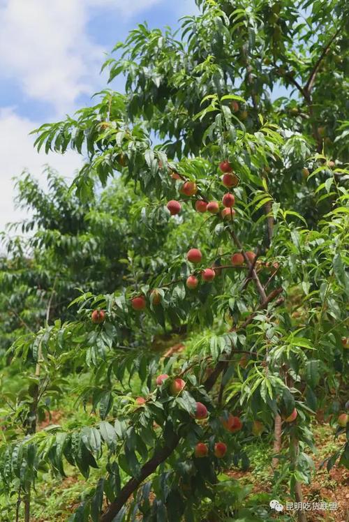 离城30分钟昆明近百亩超甜水蜜桃已成熟入园随便吃