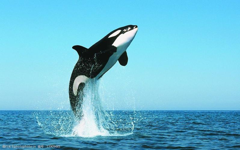 鲸鱼--虎鲸图片