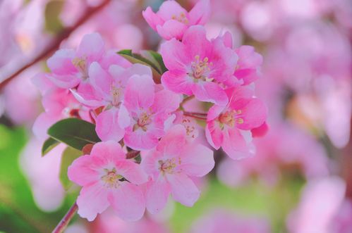 春天是一个美丽的季节粉色海棠花原创摄影