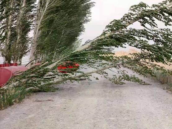 图片说明:精河县大风吹倒路边树木 举报/反馈