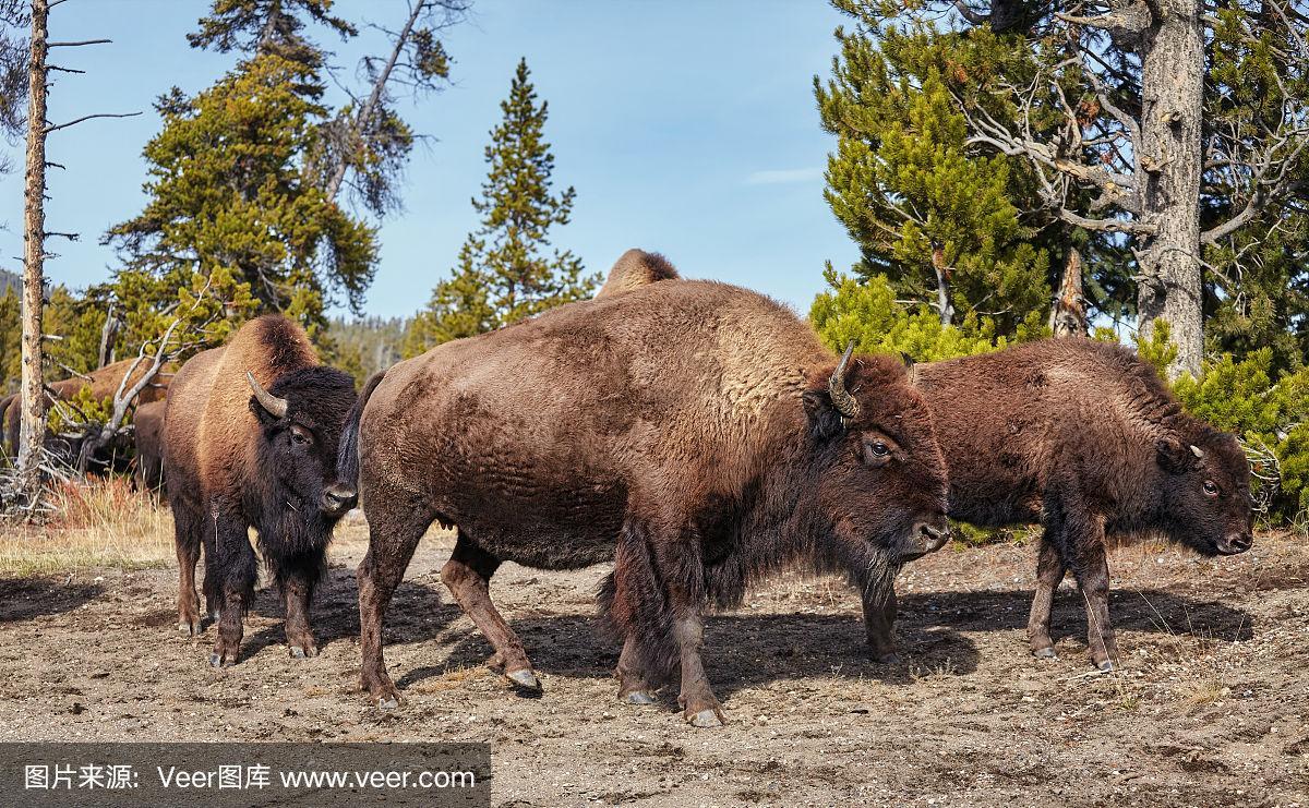 美国黄石国家公园的美洲野牛群.