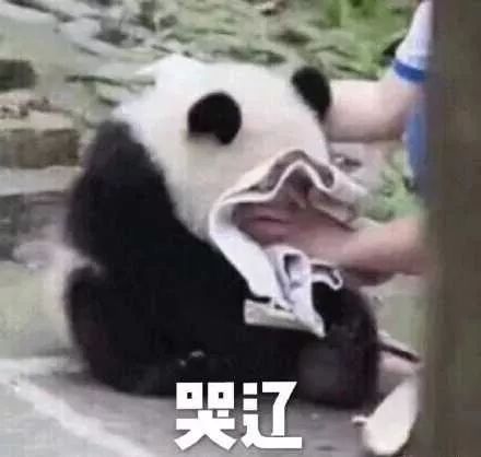 表情包/可爱/沙雕/小熊猫