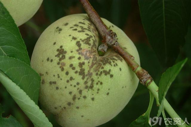 桃树夏季病虫害的防控