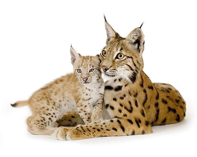 general 5000x3975 animals mammals feline lynx