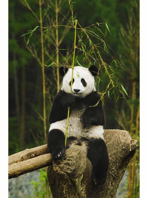 大熊猫为什么是黑白色的
