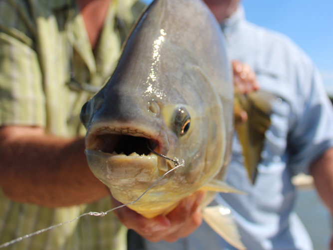 fish with human-like teeth caught in san francisco: how invasive