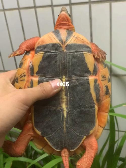 中国红乌龟