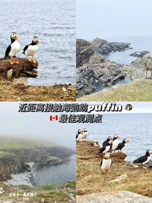 被誉为冰岛国鸟的大西洋海鹦鹉 (atlantic puffin) 在加拿大纽芬兰也