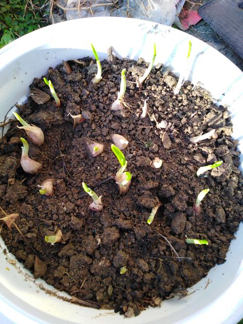 第八天,大部分大蒜都发芽了,我给大蒜施肥了,希望它快快长.