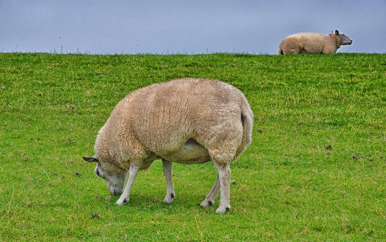 草原的绵羊图片768x1280分辨率下载,草原的绵羊图片,图片,壁纸,动物-