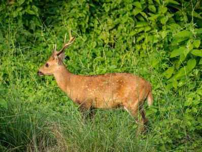 斑驳的斑点在丛林中发现或梅花鹿.野生动物和动物照片.
