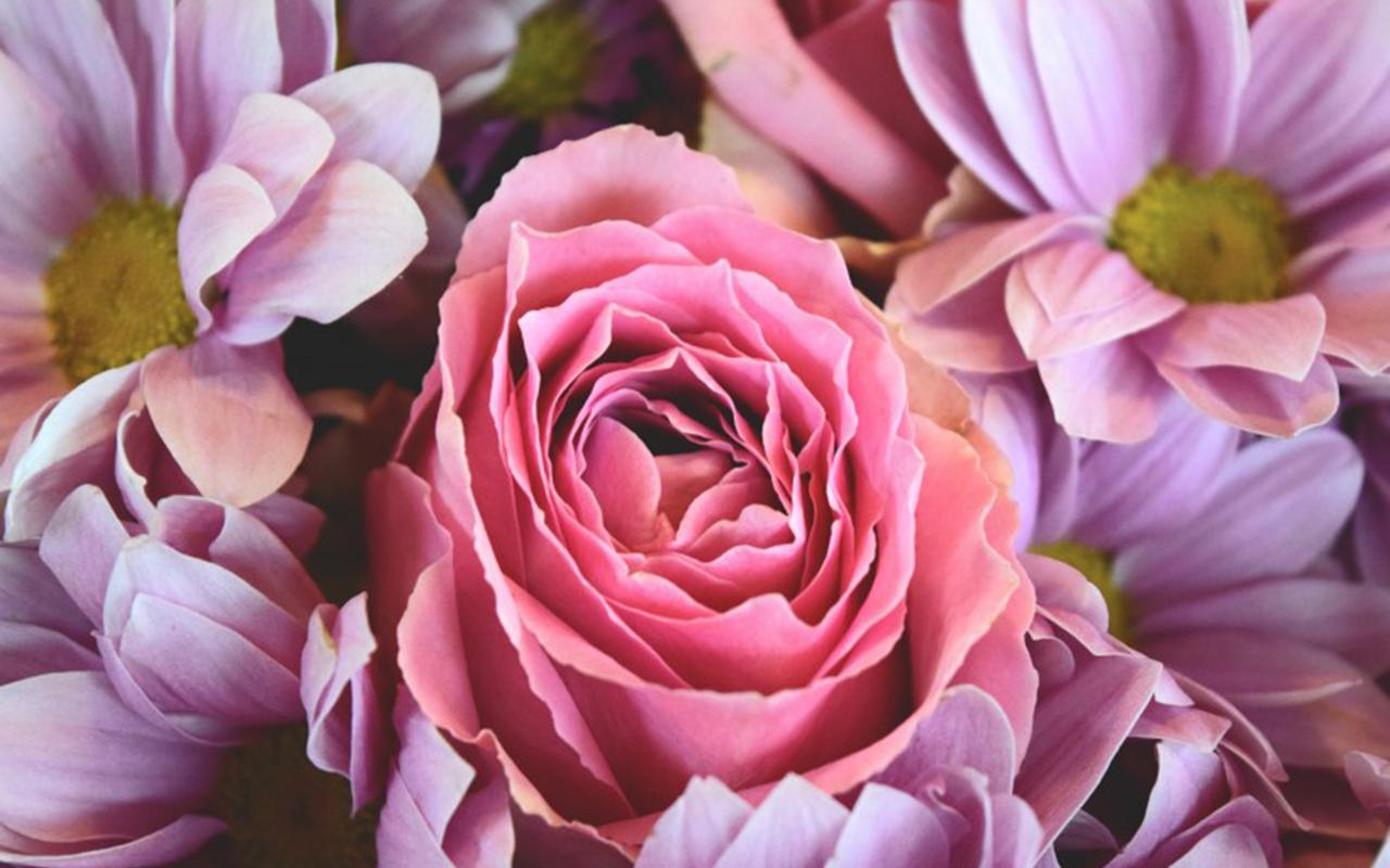 粉色娇嫩玫瑰花高清图片桌面壁纸