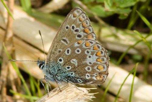 common blue butterfly, woodwalton fen nnr | flickr – 相片分享!