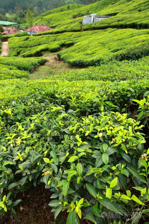 绿茶叶种植园的景观.印度喀拉拉邦,新德里