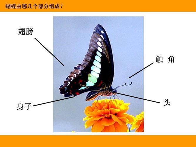 蝴蝶由哪几个部分组成? 翅膀 触 角 身子 头