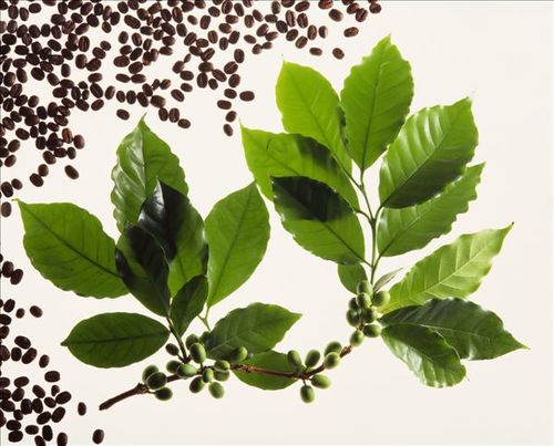 >咖啡植物