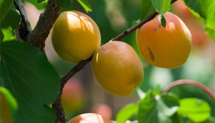 梅子金黄杏子肥的下一句是什么