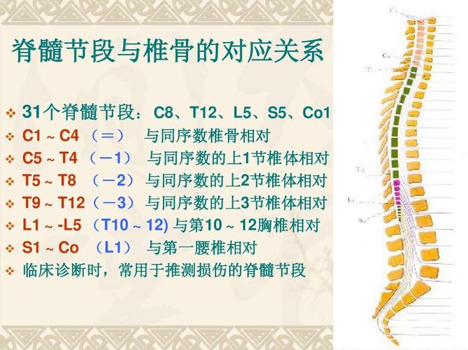 脊髓节段与椎骨的对应关系 31个脊髓节段: c8,t12,l5,s5,co1 个脊髓节