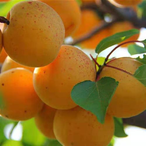 树苗杏树杏子新品种嫁接荷兰香蜜南方北方果树