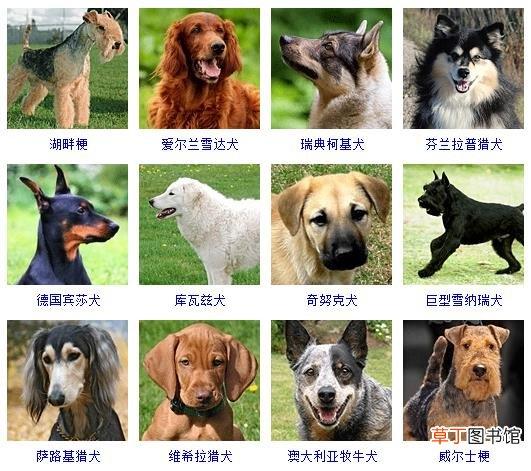 宠物狗品种图片大全178个宠物狗品种大全 品种狗大全图片及名称图片