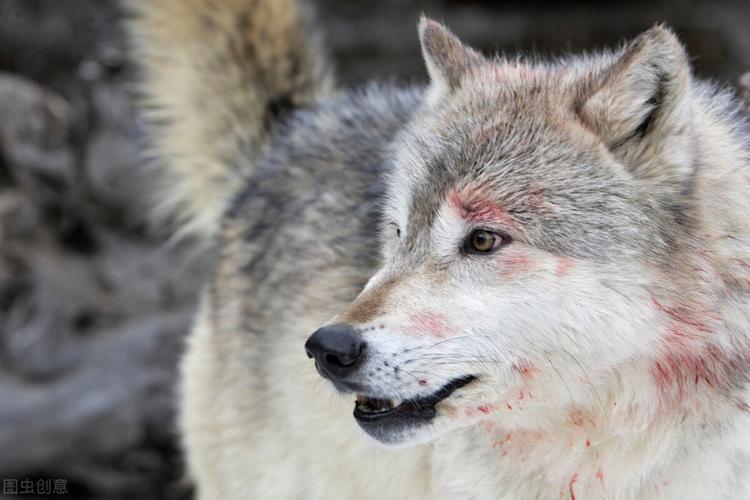 军人救下一头受伤的狼,一年后,狼冒着生命危险来报恩_腾讯新闻