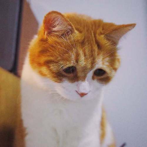 主人家一只伤心的橘猫,心情很低落,网友:好心疼哦!
