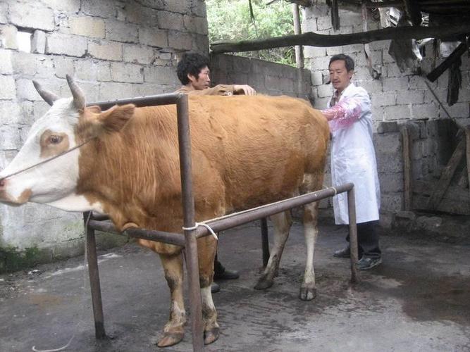 养牛技术分享:如何判断母牛是否怀孕?