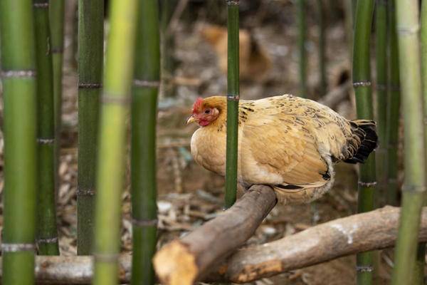 在竹林觅食和休息的母鸡 动物 自然 森林 绿色 色彩 植物 动物 休息