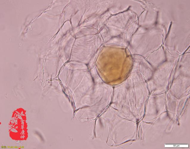 干姜油细胞↑干姜纤维↑干姜树脂细胞↑干姜管状细胞↑干姜偏光镜下