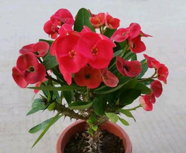 给各位花友推荐10种开红花的盆栽植物:沙漠玫瑰,荷包牡丹,仙客来,宝莲