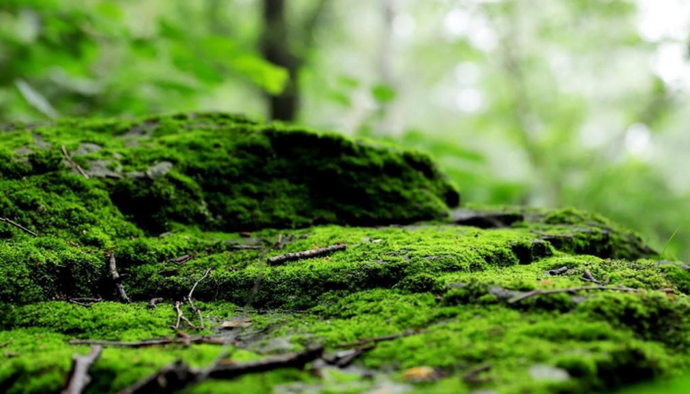苔藓植物 苔藓也是种类较多的植物,差不多有18000余种,有藓纲,苔纲,角