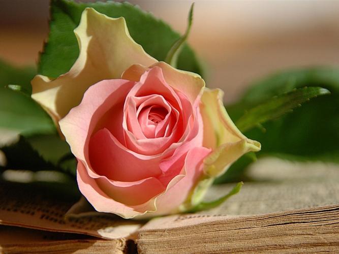 描述: 粉色玫瑰的花-鲜花摄影壁纸 当前壁纸尺寸: 1024 x 768
