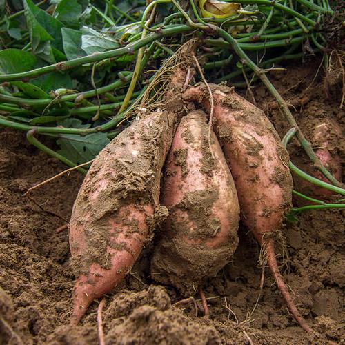 山地甘薯|陕北黄土高原晚熟品种甜腻可口的红薯现挖现发