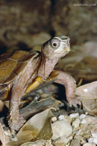  p>地龟(学名: i>geoemyda spengleri /i>)是龟科,地龟属半水栖的龟类